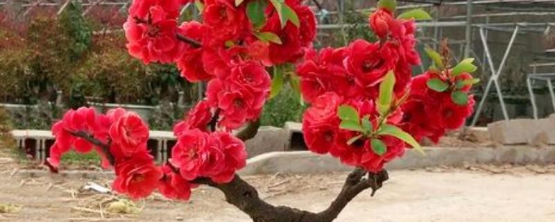 海棠花的开放时间，花期一般是3-4月份