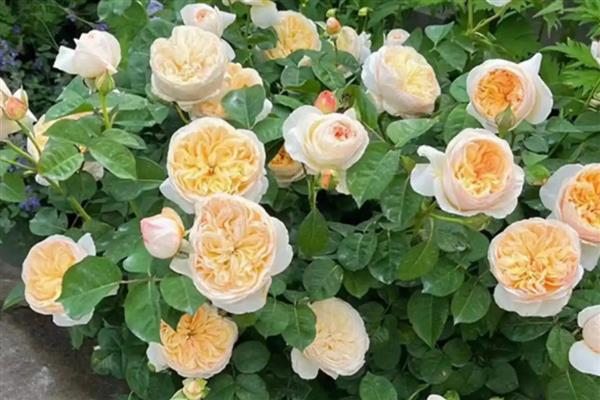 月季和玫瑰有什么区别,叶片、茎刺、花朵等均有所不同