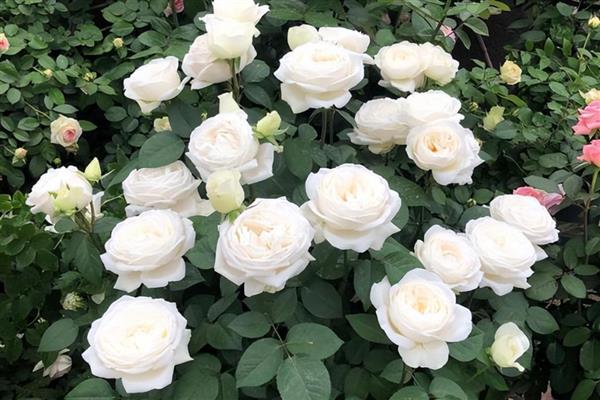 月季和玫瑰有什么区别,叶片、茎刺、花朵等均有所不同
