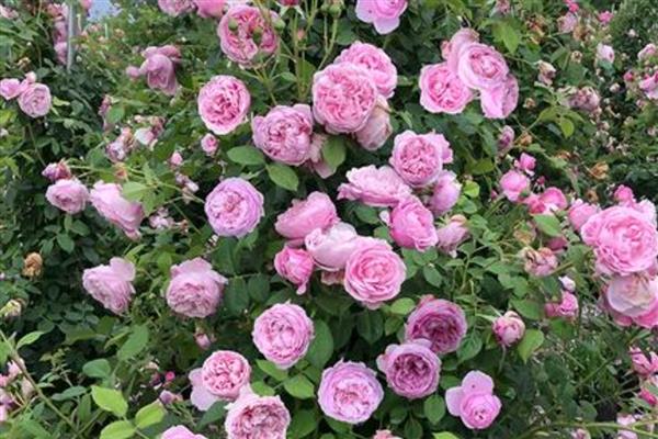 月季和玫瑰有什么区别,叶片、茎刺、花朵等均有所不同