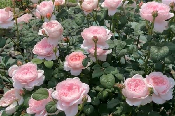 月季和玫瑰有什么区别,叶片、茎刺、花朵等均有所不同