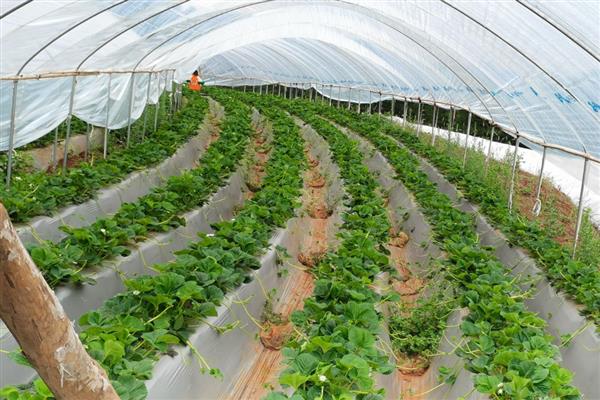 草莓现蕾期的管理方法,白天把温度控制在20-26℃