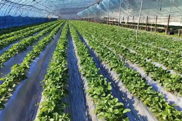 草莓现蕾期的管理方法,白天把温度控制在20-26℃