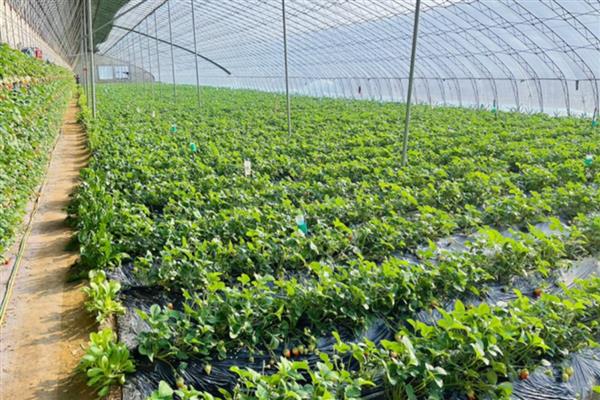 草莓现蕾期的管理方法,白天把温度控制在20-26℃