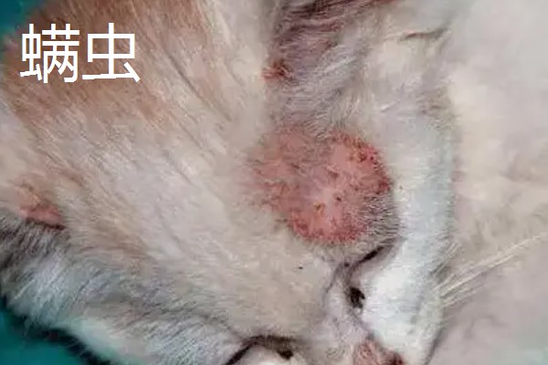 猫咪皮肤病有什么种类,一般是由螨虫、跳蚤、真菌感染等因素引起