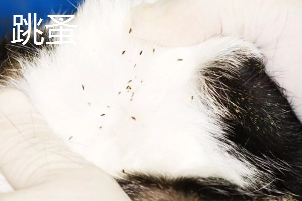 猫咪皮肤病有什么种类,一般是由螨虫、跳蚤、真菌感染等因素引起