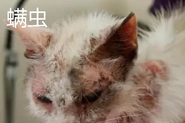 猫咪皮肤病有什么种类,一般是由螨虫、跳蚤、真菌感染等因素引起