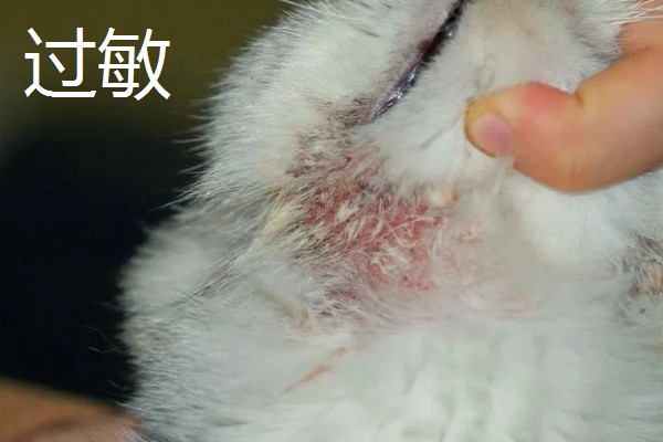 猫咪皮肤病有什么种类,一般是由螨虫、跳蚤、真菌感染等因素引起