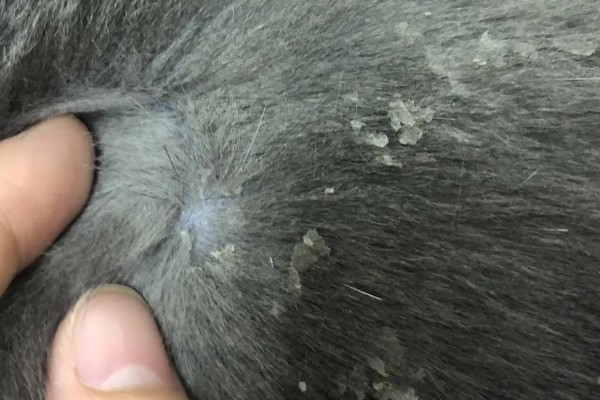 猫咪皮肤病有什么种类,一般是由螨虫、跳蚤、真菌感染等因素引起