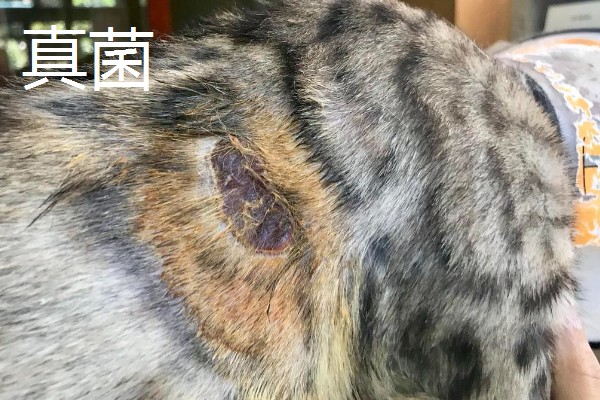 猫咪皮肤病有什么种类,一般是由螨虫、跳蚤、真菌感染等因素引起