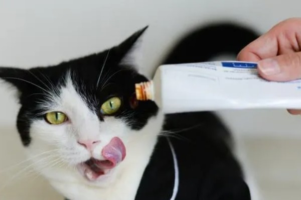 猫咪皮肤病有什么种类,一般是由螨虫、跳蚤、真菌感染等因素引起