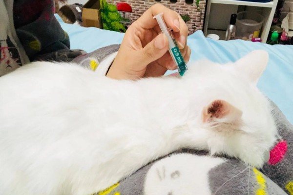 猫咪皮肤病有什么种类,一般是由螨虫、跳蚤、真菌感染等因素引起