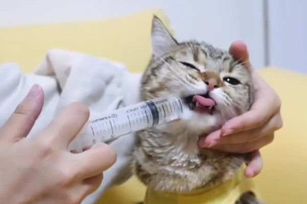 猫咪皮肤病有什么种类,一般是由螨虫、跳蚤、真菌感染等因素引起