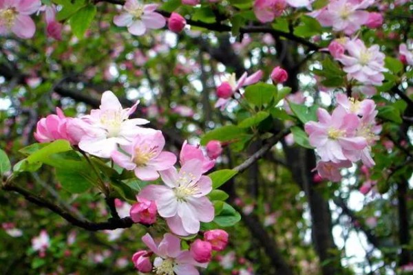 海棠花的开放时间,花期一般是3-4月份