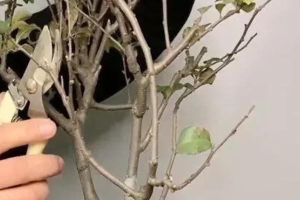 海棠花的开放时间,花期一般是3-4月份