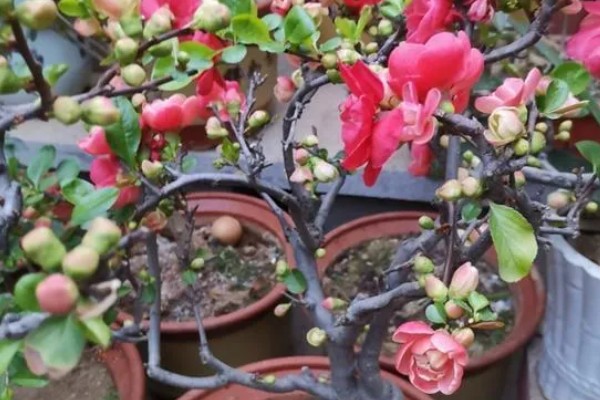 海棠花的开放时间,花期一般是3-4月份
