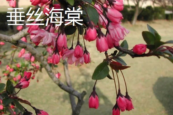 海棠花的开放时间,花期一般是3-4月份