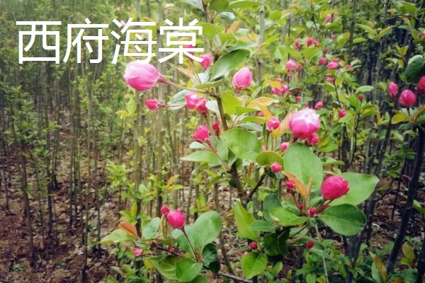 海棠花的开放时间,花期一般是3-4月份