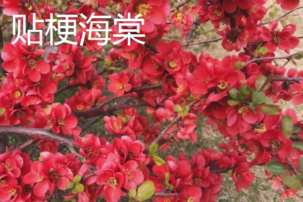 海棠花的开放时间,花期一般是3-4月份