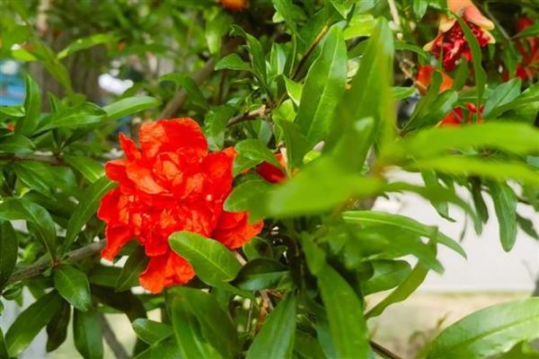 石榴花怎么管理，每隔5天浇一次水