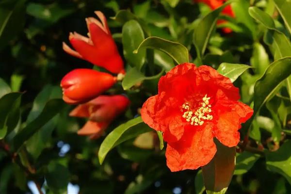 石榴花怎么管理，每隔5天浇一次水