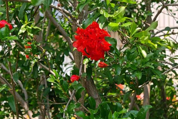 石榴花怎么管理，每隔5天浇一次水