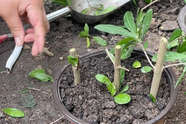 石榴花怎么管理，每隔5天浇一次水