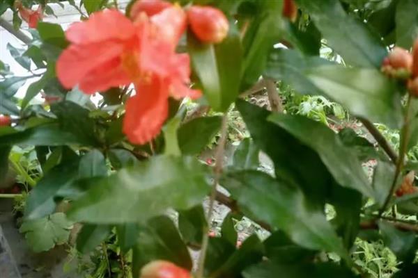 石榴花怎么管理，每隔5天浇一次水