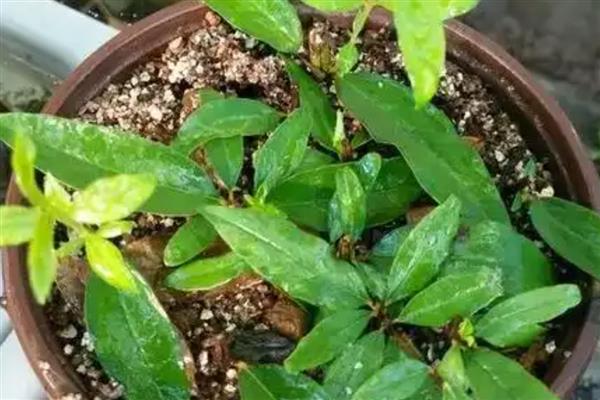 石榴花怎么管理，每隔5天浇一次水