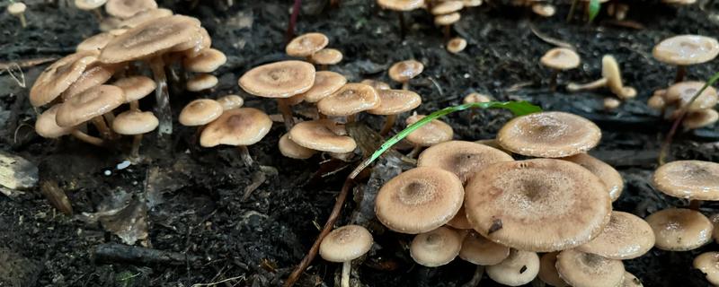 蘑菇的生长季节，一般在春秋季节生长发育