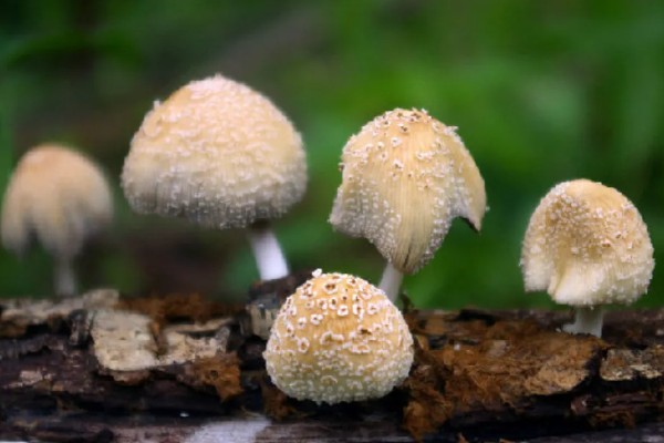 蘑菇的生长季节,一般在春秋季节生长发育