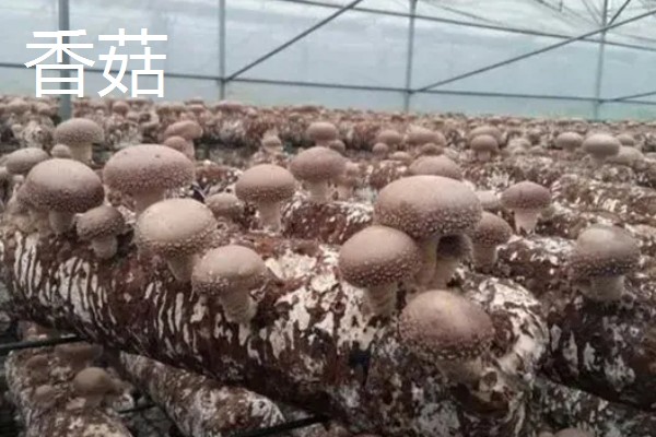 蘑菇的生长季节,一般在春秋季节生长发育