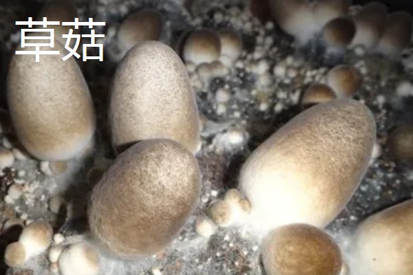 蘑菇的生长季节,一般在春秋季节生长发育