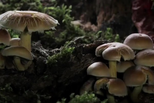 蘑菇的生长季节,一般在春秋季节生长发育