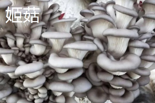蘑菇的生长季节,一般在春秋季节生长发育