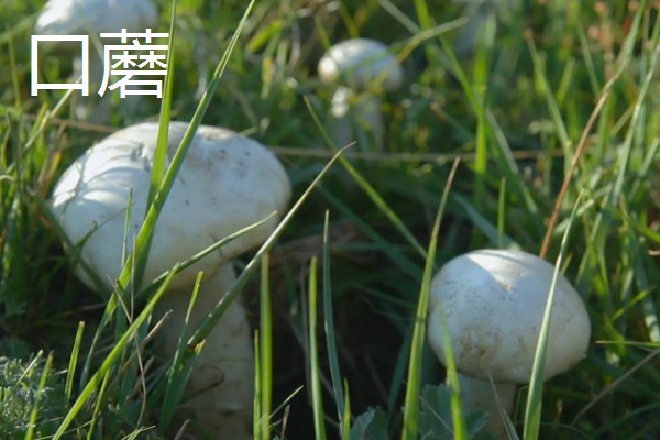 蘑菇的生长季节,一般在春秋季节生长发育