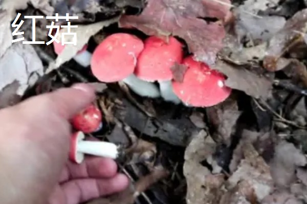 蘑菇的生长季节,一般在春秋季节生长发育