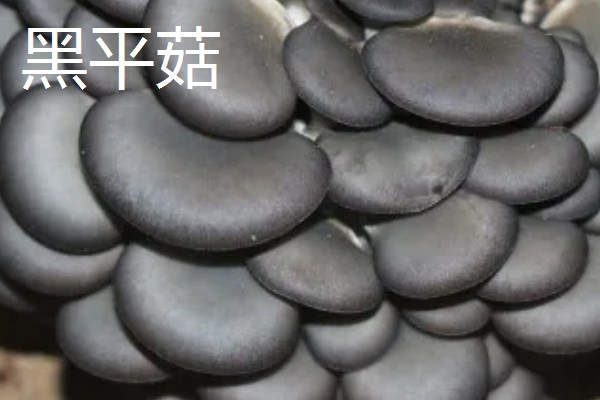 蘑菇的生长季节,一般在春秋季节生长发育