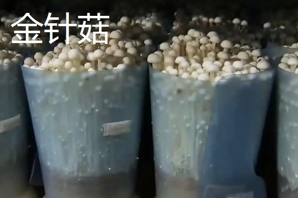 蘑菇的生长季节,一般在春秋季节生长发育