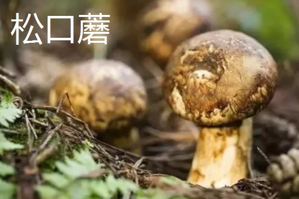 蘑菇的生长季节,一般在春秋季节生长发育