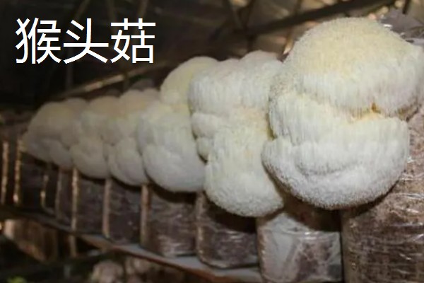 蘑菇的生长季节,一般在春秋季节生长发育
