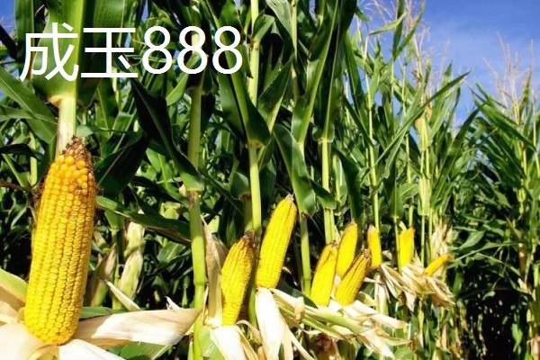 有什么矮杆大棒的玉米,可选择成玉888、晋单63号等品种