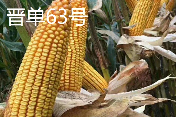 有什么矮杆大棒的玉米,可选择成玉888、晋单63号等品种
