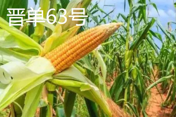 有什么矮杆大棒的玉米,可选择成玉888、晋单63号等品种