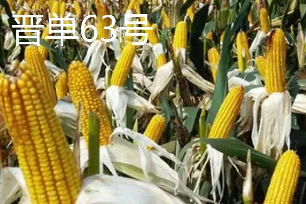 有什么矮杆大棒的玉米,可选择成玉888、晋单63号等品种