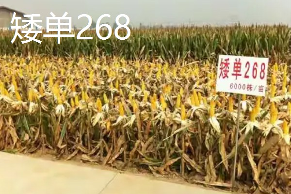 有什么矮杆大棒的玉米,可选择成玉888、晋单63号等品种