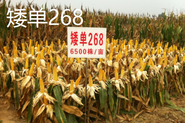 有什么矮杆大棒的玉米,可选择成玉888、晋单63号等品种