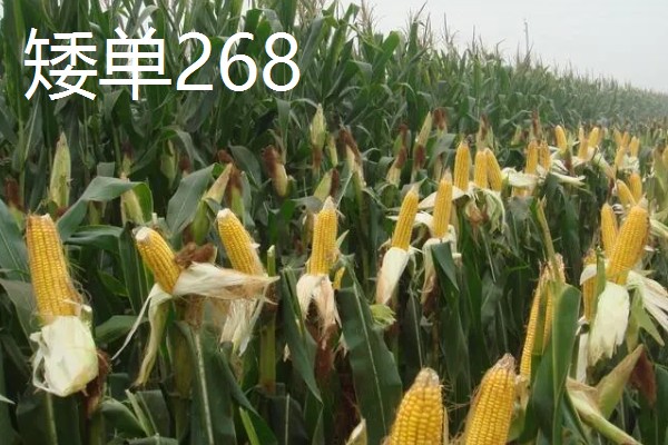 有什么矮杆大棒的玉米,可选择成玉888、晋单63号等品种