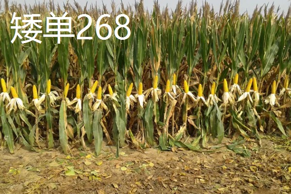 有什么矮杆大棒的玉米,可选择成玉888、晋单63号等品种