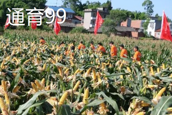 有什么矮杆大棒的玉米,可选择成玉888、晋单63号等品种
